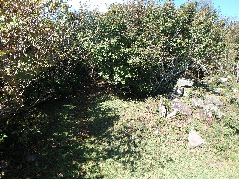 asahiga37.jpg