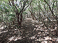 asahiga41_thumb.png