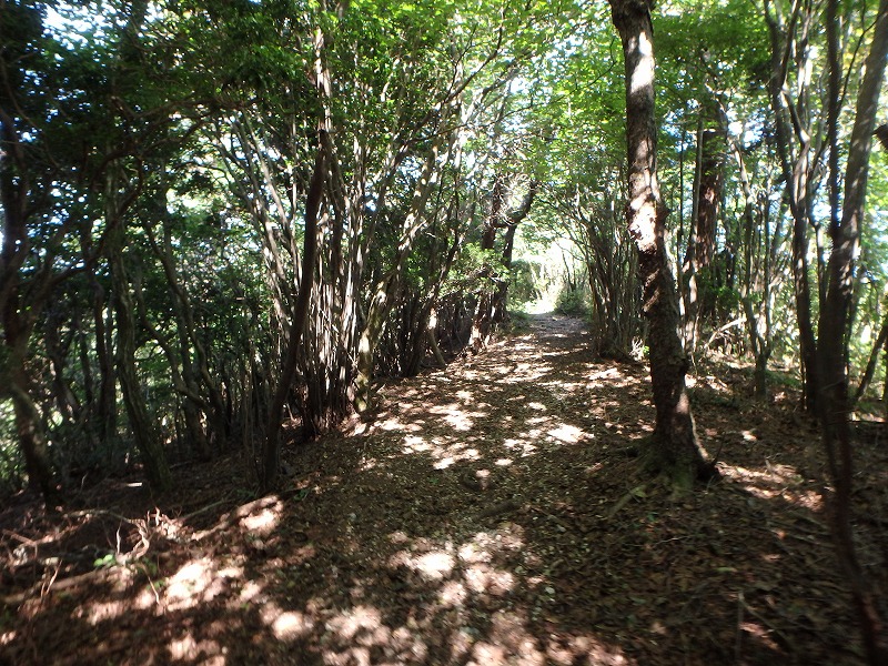 asahiga06.jpg