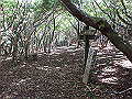 asahiga57_thumb.png