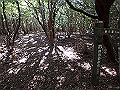 asahiga58_thumb.png