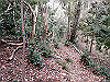 bizan-07_thumb.png