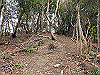 bizan-12_thumb.png