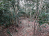 bizan-15_thumb.png