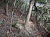 bizan-40_thumb.png