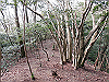 bizan-46_thumb.png