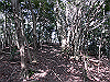bizan-53_thumb.png