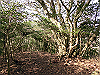 bizan-54_thumb.png