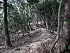 bizan-56_thumb.png