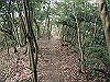 bizan-63_thumb.png