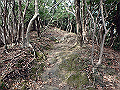 bizan1246_thumb.png