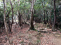 bizan1254_thumb.png