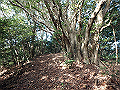 bizan085_thumb.png