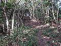 bizan089_thumb.png