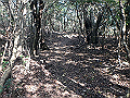 bizan117_thumb.png