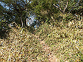bizan006_thumb.png