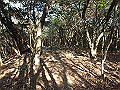 bizan031_thumb.png