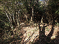 bizan033_thumb.png