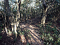 bizan054_thumb.png