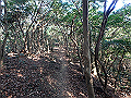 bizan065_thumb.png