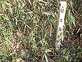 bizan089_thumb.png