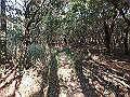 bizan096_thumb.png