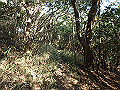bizan098_thumb.png