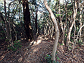 bizan126_thumb.png