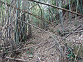 bizan017_thumb.png