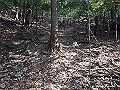 bizan031_thumb.png