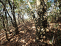 bizan039_thumb.png