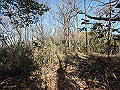 bizan040_thumb.png