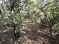 bizan055_thumb.png