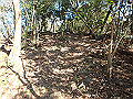 bizan061_thumb.png