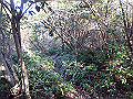 bizan078_thumb.png