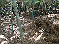 bizan20_thumb.png