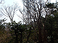 bunmori091_thumb.png