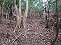 nktmn051_thumb.png