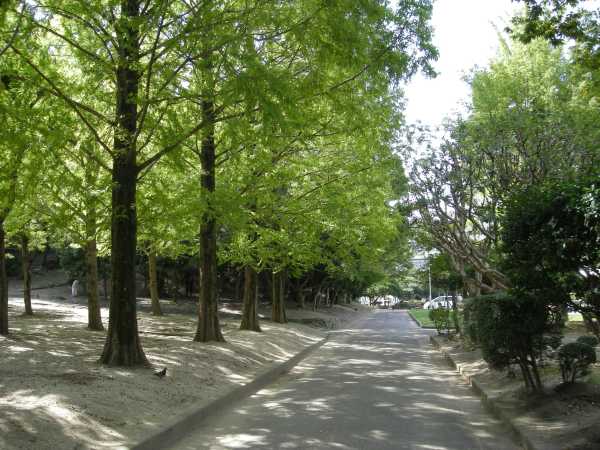 siro05.jpg