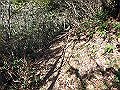 ama039_thumb.png
