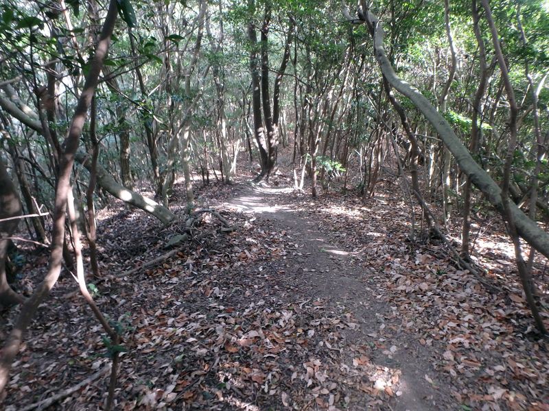ama081.jpg