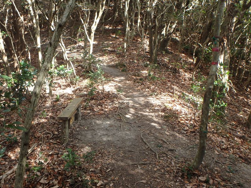 ama083.jpg
