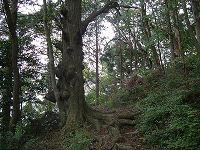 koutu48.jpg