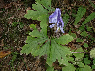 koutu80.jpg