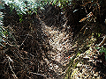 nisiryuu020_thumb.png