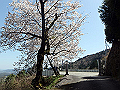 nisiryuu056_thumb.png