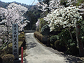 nisiryuu061_thumb.png