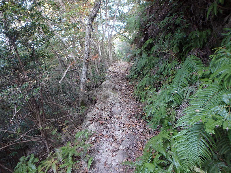 ooyama28.jpg