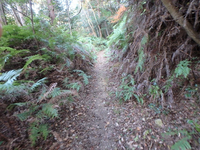 ooyama31.jpg