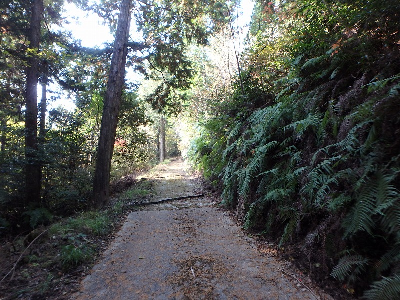 ooyama64.jpg